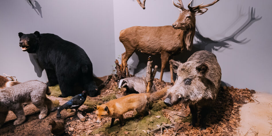 26 July 2022, Munster, Germany: A lot of scary stuffed animals in the hall of the Museum of Natural History