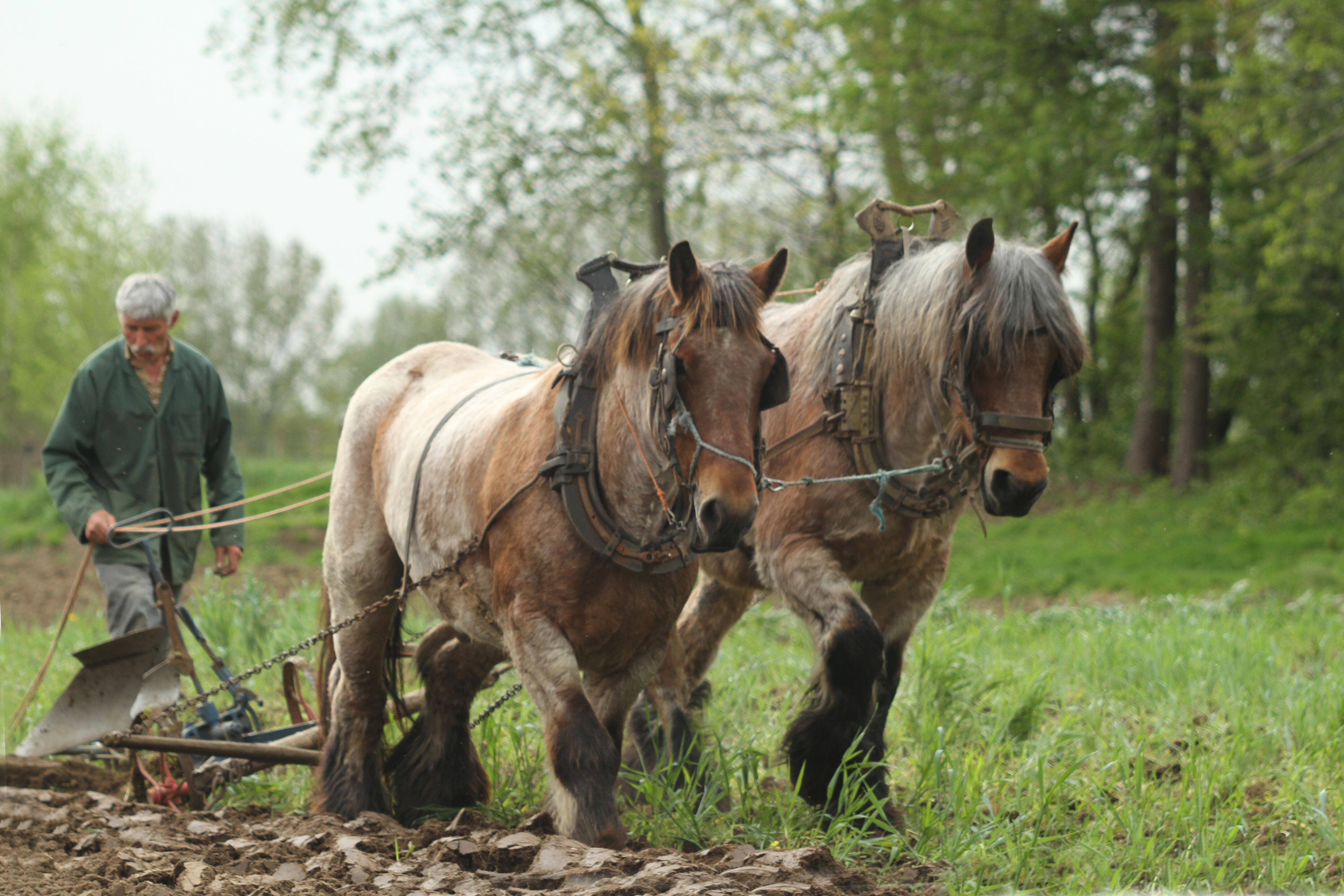 Belgisch trekpaard in actie - ploegen